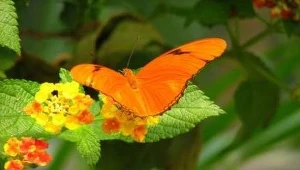 ? Sashertootie, Creative Commons