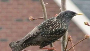 ? ltshears, Creative Commons