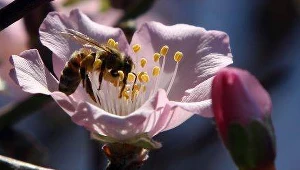 Owady korzystają z "zielonych telefonów"