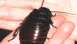 Zdrowa dieta z owadów