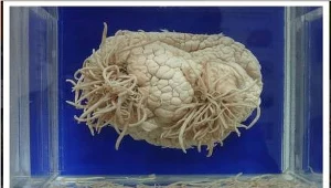 Pasożyty a ewolucja języka