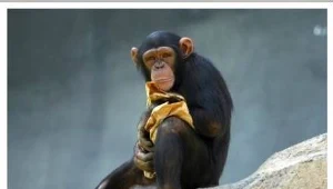 Czasem lepiej nie krzyczeć