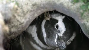 Jak śledzić pingwiny?