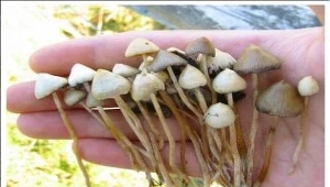 Grzybki na depresję oraz lęki