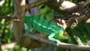 Większość życia w jaju