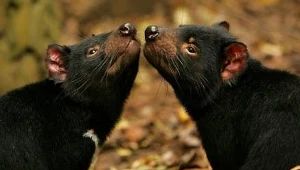 Diabeł tasmański ewoluuje na naszych oczach