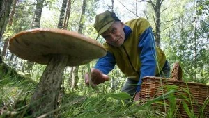 Antyrakowa porcja grzybów