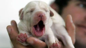 Psy zarażają się od ludzi ziewaniem