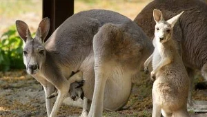 Jedzmy kangury i ratujmy naszą planetę