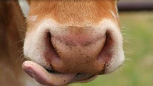 Krowa zamiast kompasu