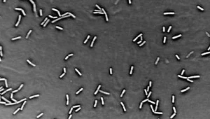 Przeciwwirusowe żądło