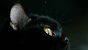 Przesądni na wszelki wypadek