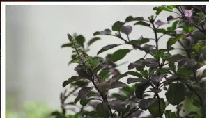 Eliksir młodości z bazylii