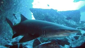 Bezpłciowe rozmnażanie rekinów