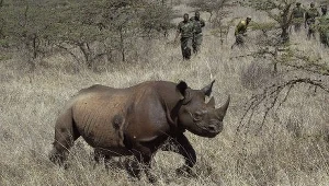 Ostatni czarny nosorożec zachodnioafrykański padł martwy w lipcu 2006 roku