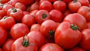 Modyfikowane pomidory zwalczą raka?