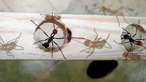 Jak rozładować korki? Bierzmy przykład z mrówek