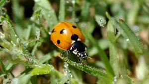 Zniewolenie do potęgi