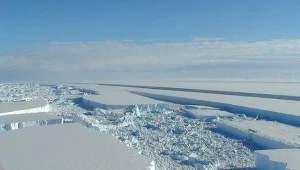 Międzybiegunowa zgodność gatunkowa