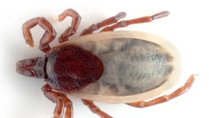 Ślina kleszcza może stanowić lek