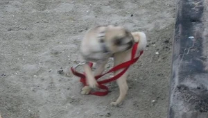 Cholesterolowa pogoń za ogonem