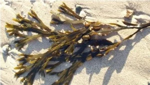 Morszczyn pęcherzykowaty (Fucus vesiculosus)/fot. Stemonitis, liccencja CC