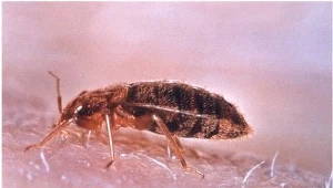 Pluskwa Domowa (Cimex lectularius), fot. CDC