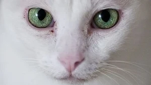 Toksoplazmoza niebezpieczna dla kierowców