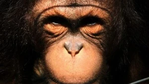 Orangutan najbliższym krewnym człowieka?