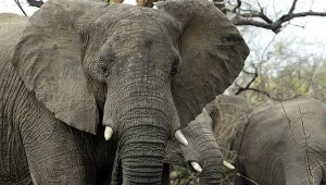 Praprzodek słoni był wielkości królika