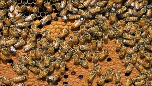 Przeciwbólowy miód z jadem