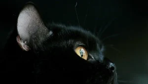 Koci sposób na człowieka