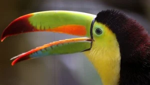 Dziób tukana działa jak chłodnica