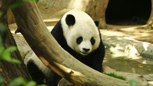 Pierwsza panda z zamrożonej spermy