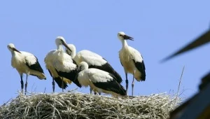 Bociany szykują się do odlotu