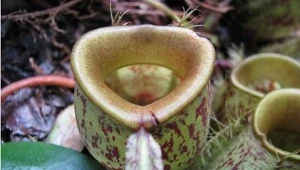 Dzbanecznik/fot. richardsinyem,CC