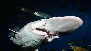 Historia klimatu zapisana w zębach rekinów