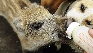 Wyhodujemy zwierzęta odporne na ból?