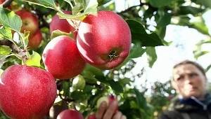 Batonik czy jabłko? Wybór zależy od... skojarzeń