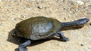 Żółw wężoszyjny/fot. wollombi