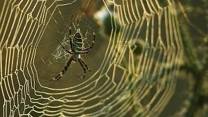 Pająki są skłonne do... nepotyzmu