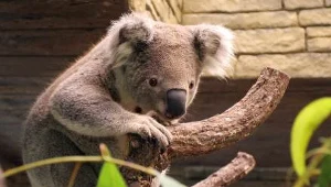Koalom zagrażają zmiany klimatu, nadmierny rozwój gospodarczy i choroby