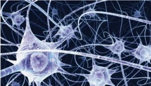 Połaczenia neuronowe/fot. Benedict Campbell, Welcome Images