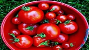 Krwiożerczy pomidor i ziemniak