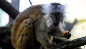 Madagaskar odznacza się bogactwem fauny