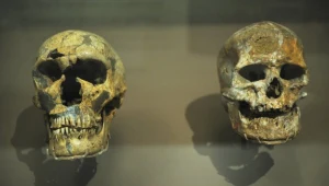 Porównanie czaszek neandertalczyka i przodka człowieka identycznego anatomicznie z nami