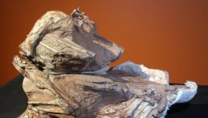 Nowemu gatunkowi nadano nazwę Seitaad Ruessi