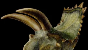 Coahuilaceratops magnacuerna znaleziony w Meksyku