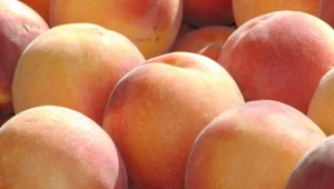 Brzoskwinie i śliwki niszczą komórki raka piersi