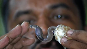 Na zdjęciu indyjska kobra